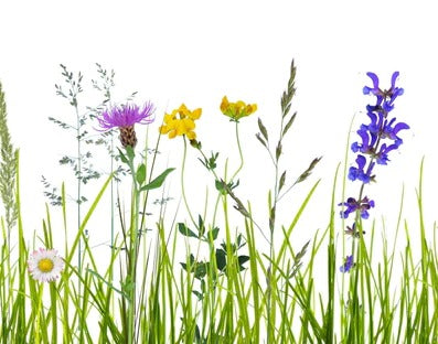 Küchenrückwand - Blumenwiese