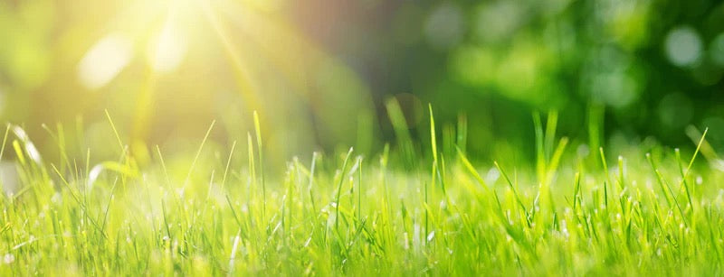 Küchenrückwand - Frisches grünes Gras