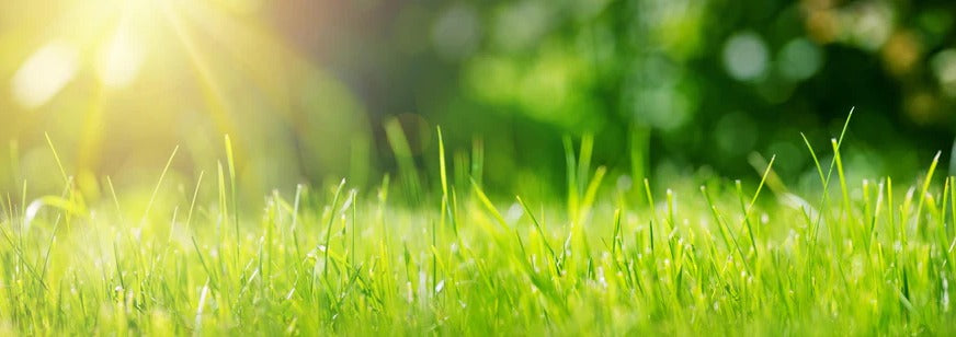 Küchenrückwand - Frisches grünes Gras