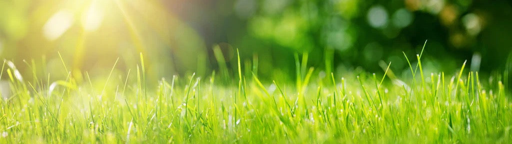 Küchenrückwand - Frisches grünes Gras