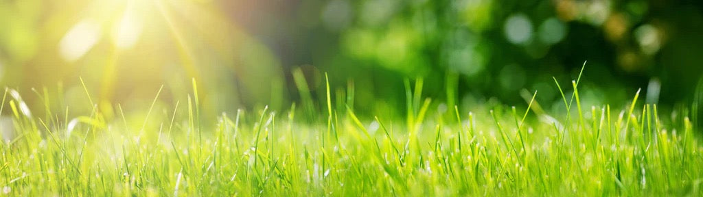 Küchenrückwand - Frisches grünes Gras