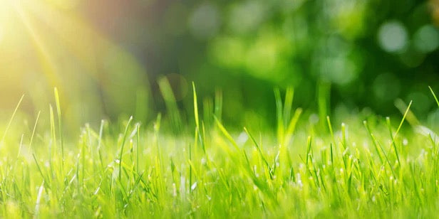 Küchenrückwand - Frisches grünes Gras