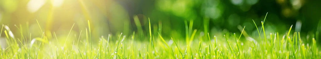 Küchenrückwand - Frisches grünes Gras