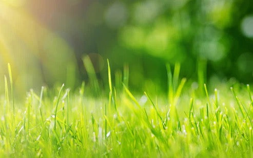 Küchenrückwand - Frisches grünes Gras