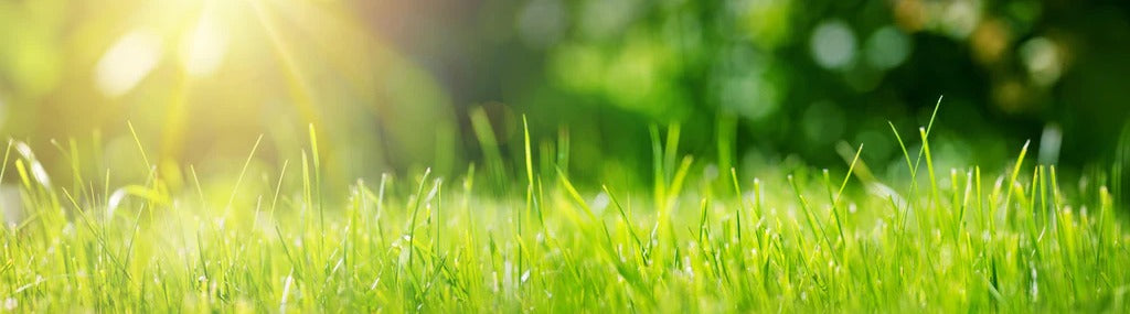 Küchenrückwand - Frisches grünes Gras