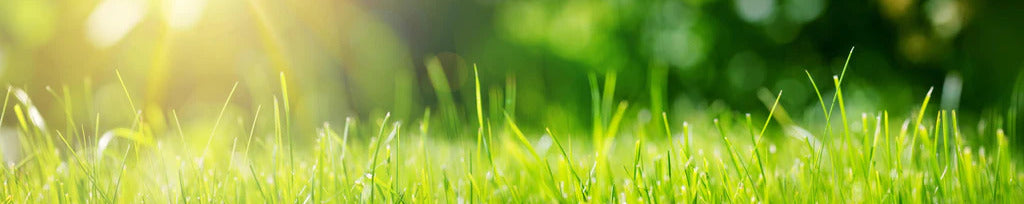 Küchenrückwand - Frisches grünes Gras