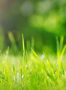 Küchenrückwand - Frisches grünes Gras