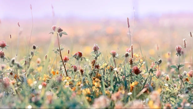 Küchenrückwand - Schöne Wiese