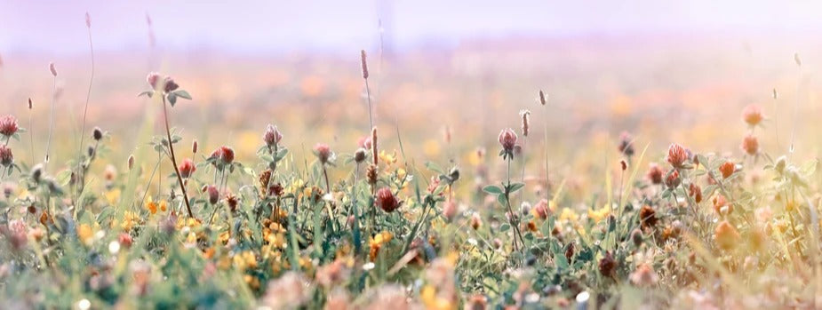 Küchenrückwand - Schöne Wiese