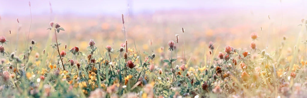 Küchenrückwand - Schöne Wiese