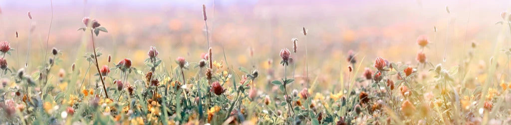 Küchenrückwand - Schöne Wiese