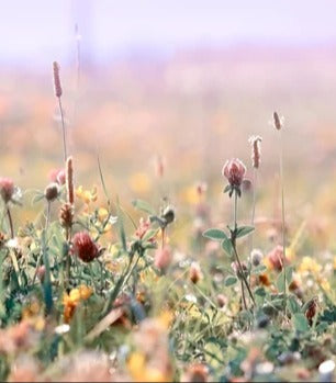 Küchenrückwand - Schöne Wiese
