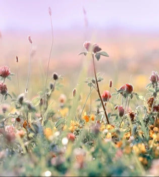 Küchenrückwand - Schöne Wiese