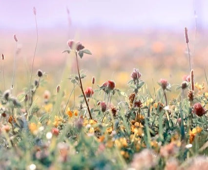 Küchenrückwand - Schöne Wiese