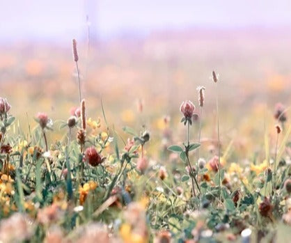 Küchenrückwand - Schöne Wiese