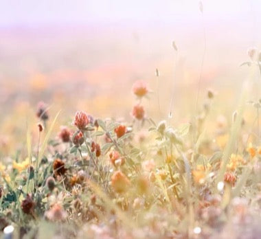 Küchenrückwand - Schöne Wiese