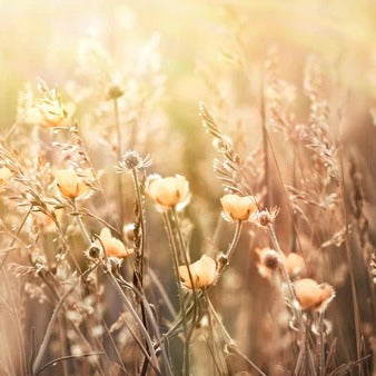 Küchenrückwand - Blumenfeld mit Sonnenstrahlen