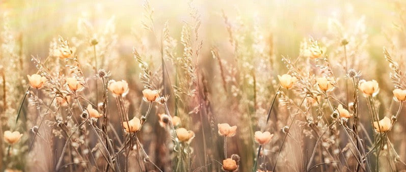 Küchenrückwand - Blumenfeld mit Sonnenstrahlen