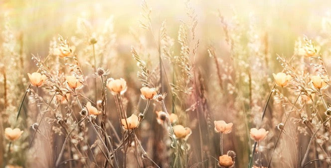 Küchenrückwand - Blumenfeld mit Sonnenstrahlen