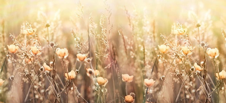 Küchenrückwand - Blumenfeld mit Sonnenstrahlen