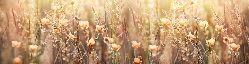 Küchenrückwand - Blumenfeld mit Sonnenstrahlen