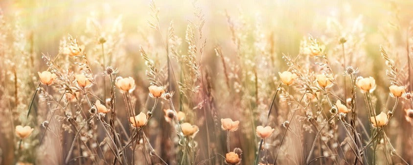 Küchenrückwand - Blumenfeld mit Sonnenstrahlen