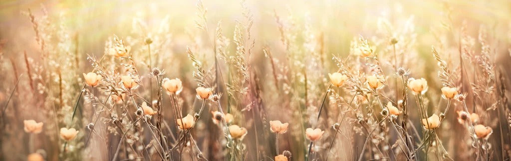 Küchenrückwand - Blumenfeld mit Sonnenstrahlen