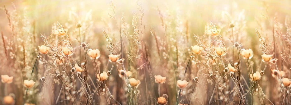 Küchenrückwand - Blumenfeld mit Sonnenstrahlen