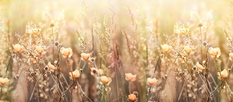 Küchenrückwand - Blumenfeld mit Sonnenstrahlen