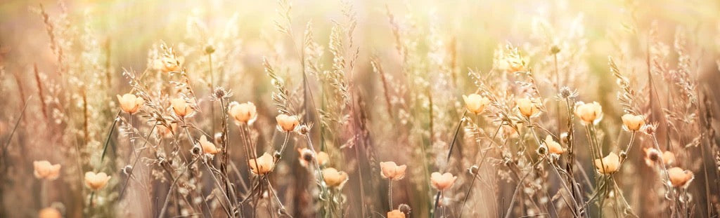 Küchenrückwand - Blumenfeld mit Sonnenstrahlen