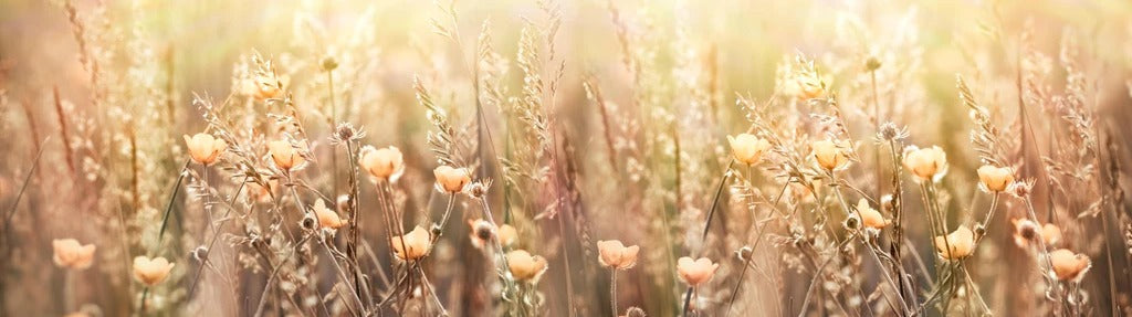 Küchenrückwand - Blumenfeld mit Sonnenstrahlen