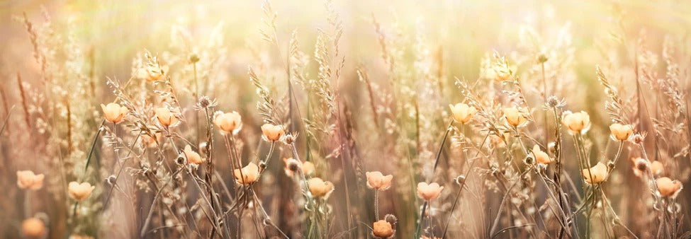 Küchenrückwand - Blumenfeld mit Sonnenstrahlen