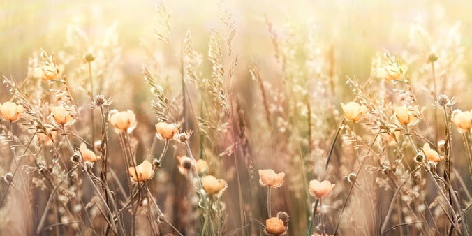 Küchenrückwand - Blumenfeld mit Sonnenstrahlen