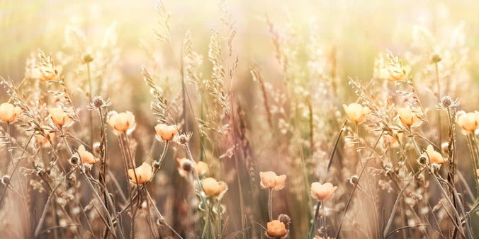 Küchenrückwand - Blumenfeld mit Sonnenstrahlen