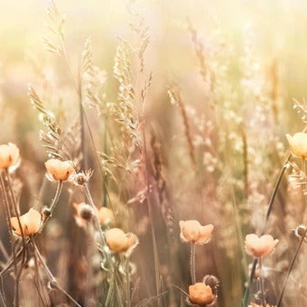 Küchenrückwand - Blumenfeld mit Sonnenstrahlen