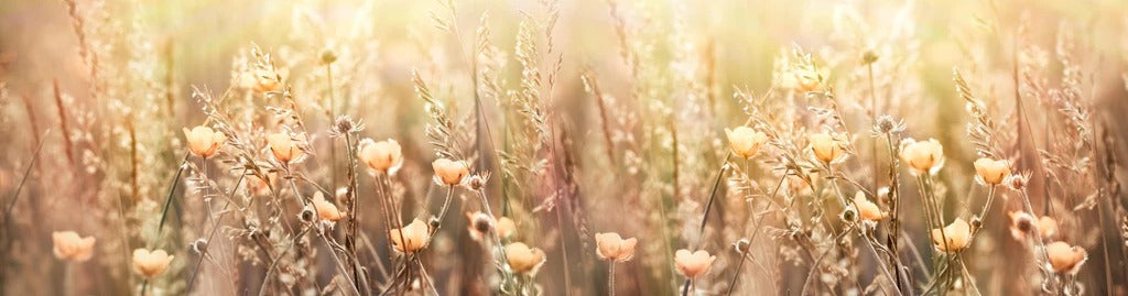 Küchenrückwand - Blumenfeld mit Sonnenstrahlen