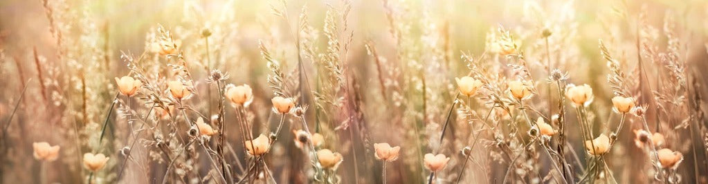 Küchenrückwand - Blumenfeld mit Sonnenstrahlen