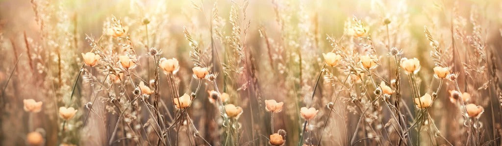 Küchenrückwand - Blumenfeld mit Sonnenstrahlen