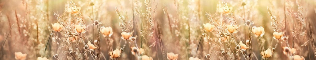 Küchenrückwand - Blumenfeld mit Sonnenstrahlen