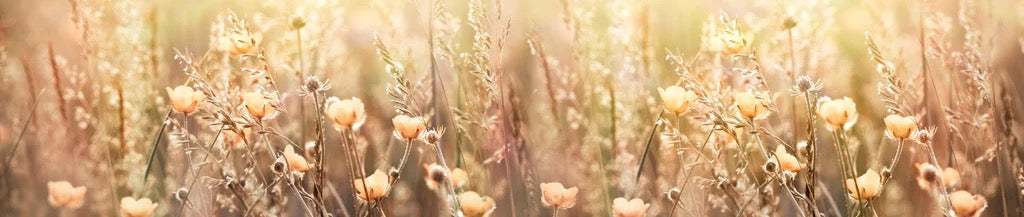 Küchenrückwand - Blumenfeld mit Sonnenstrahlen