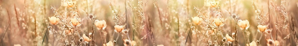 Küchenrückwand - Blumenfeld mit Sonnenstrahlen