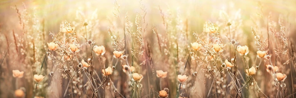 Küchenrückwand - Blumenfeld mit Sonnenstrahlen