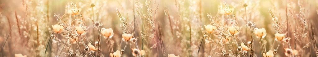 Küchenrückwand - Blumenfeld mit Sonnenstrahlen