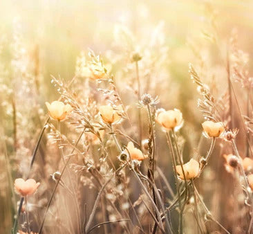 Küchenrückwand - Blumenfeld mit Sonnenstrahlen