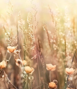 Küchenrückwand - Blumenfeld mit Sonnenstrahlen