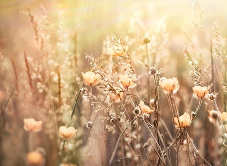 Küchenrückwand - Blumenfeld mit Sonnenstrahlen