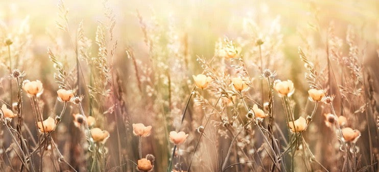 Küchenrückwand - Blumenfeld mit Sonnenstrahlen