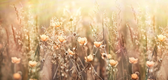 Küchenrückwand - Blumenfeld mit Sonnenstrahlen