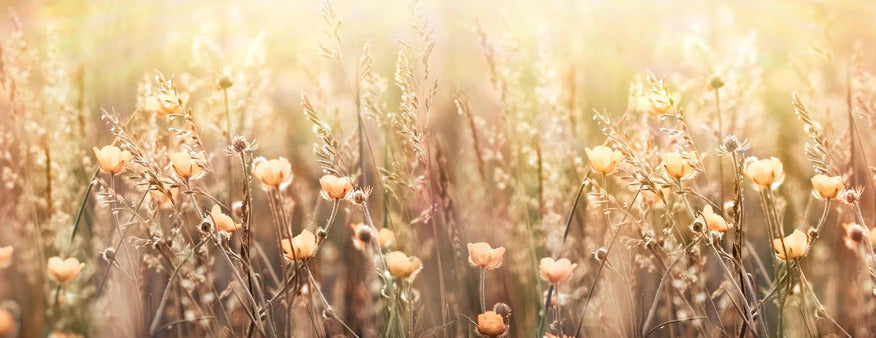 Küchenrückwand - Blumenfeld mit Sonnenstrahlen