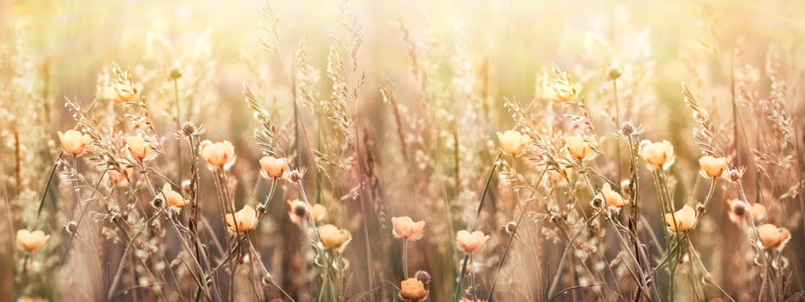 Küchenrückwand - Blumenfeld mit Sonnenstrahlen
